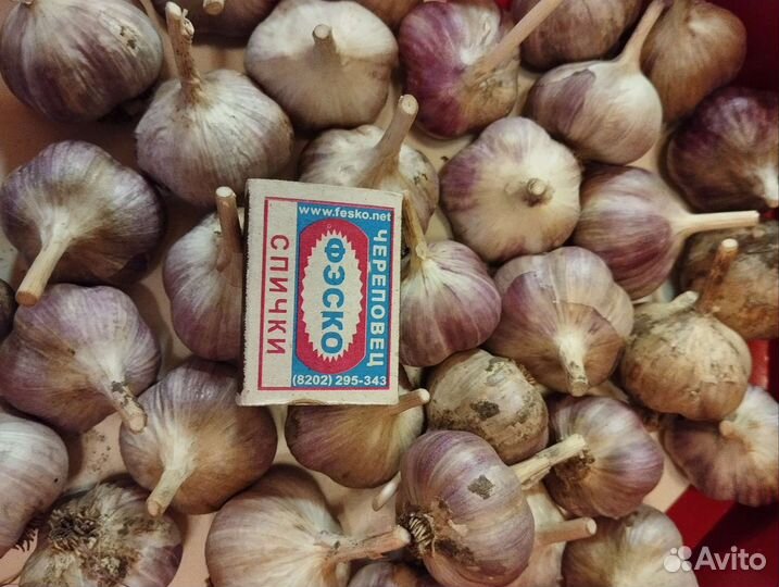Чеснок зимний