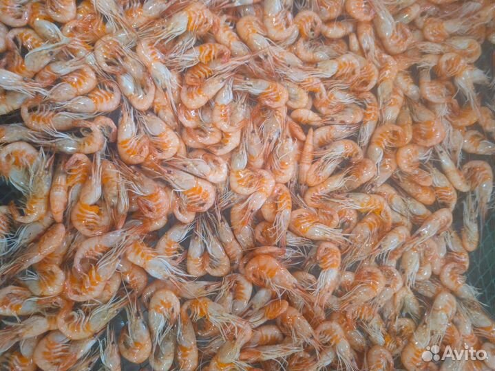 Креветка вареная крупная 3-5 см сухой заморозки