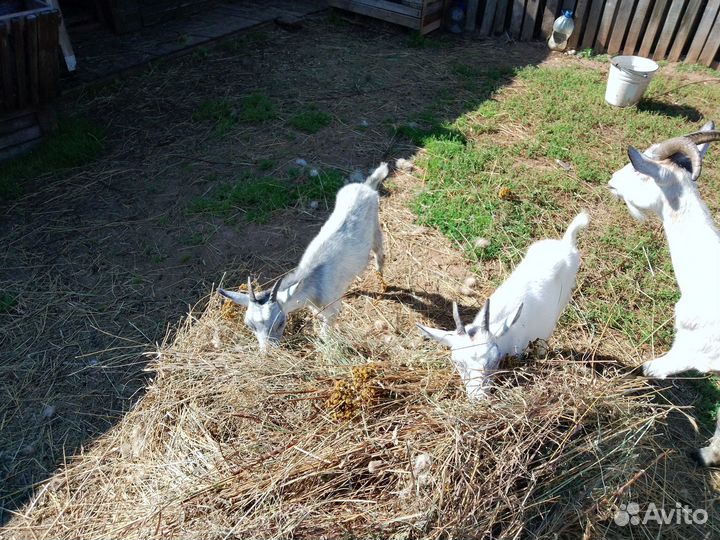 Продаю козочек 5,5 месяцев