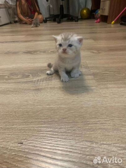 Британская