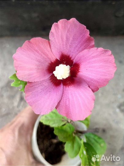 Гибискус сирийский садовый