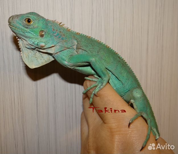 Ящерица травоядная, голубая морфа