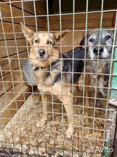 Добродушная собачка Айка ищет дом