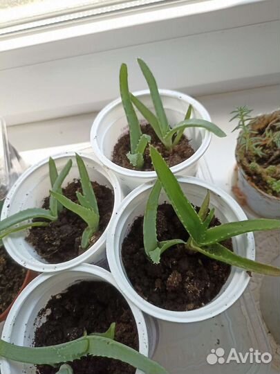 Алоэ вера, алоэ столетник