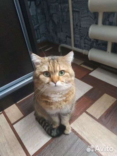 Кот на вязку
