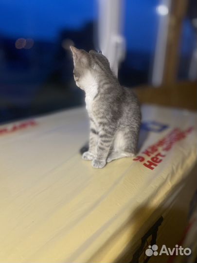 Отдаем котенка в добрые руки