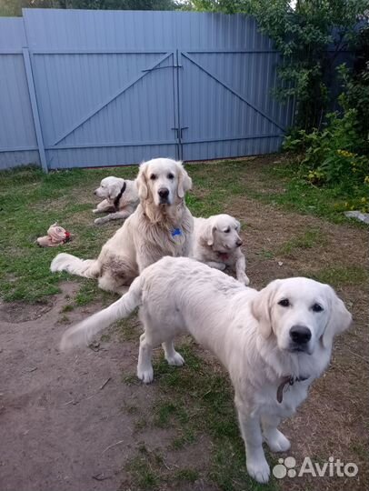 Передержка от Питомника