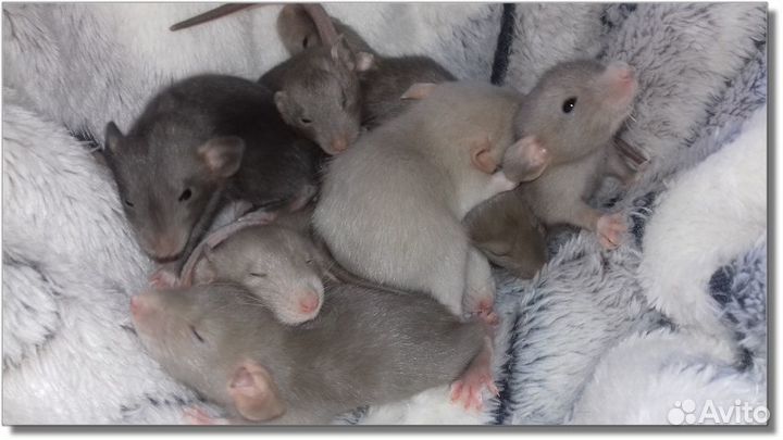 Крысята Дамбо. Крысы кофейные, молочные. Питомник
