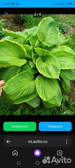 Хосты бордюрные