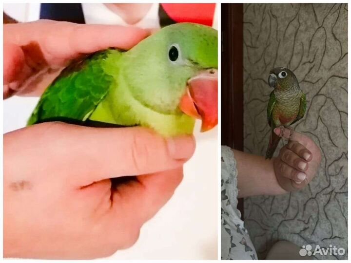 Попугай монах квакер, Александрийский(Пирурра) пте