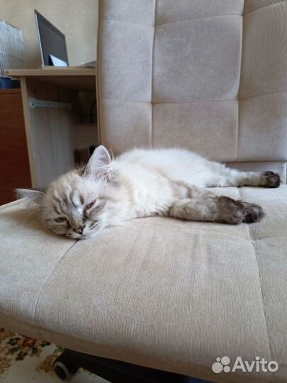 Шотландская кошка