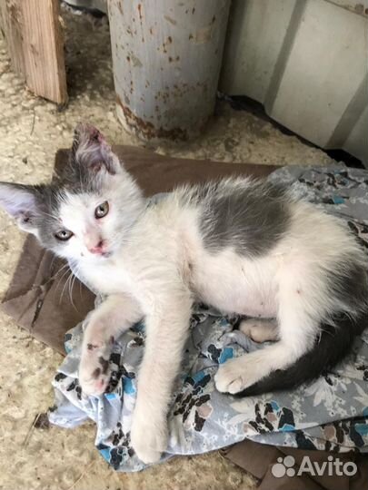 Котенка обварили кипятком нужна помощь и уход