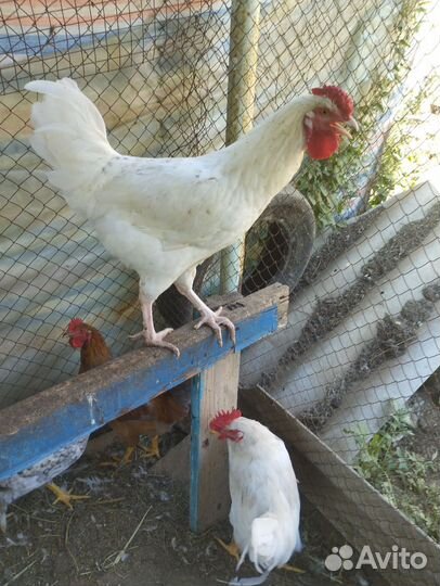Молодки возраст 4 м,петушки породные