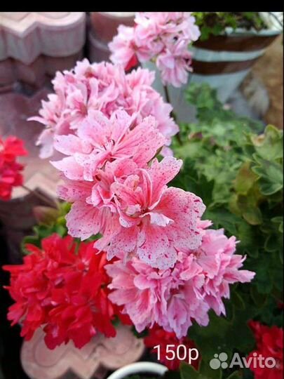 Пеларгонии сортовые