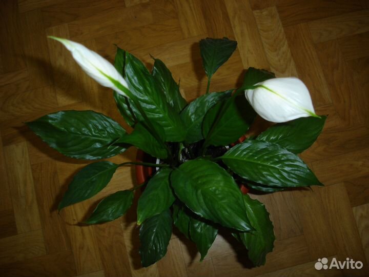 Спатифиллум, сингониум, сциндапсус пестролист