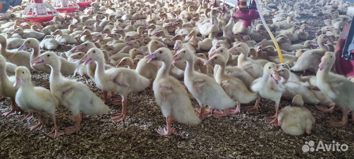 Утята черри велли Английской породы