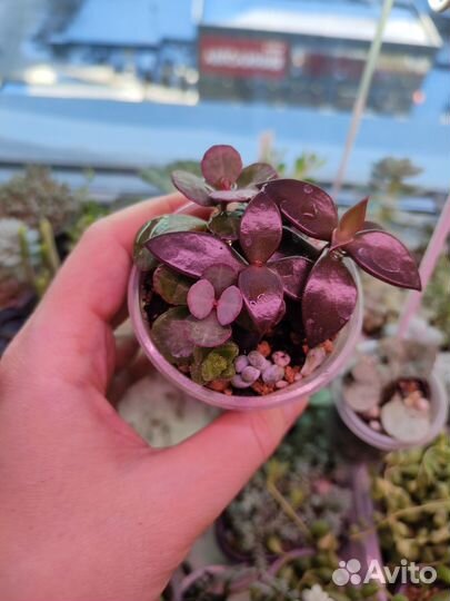 Суккуленты / комнатные цветы