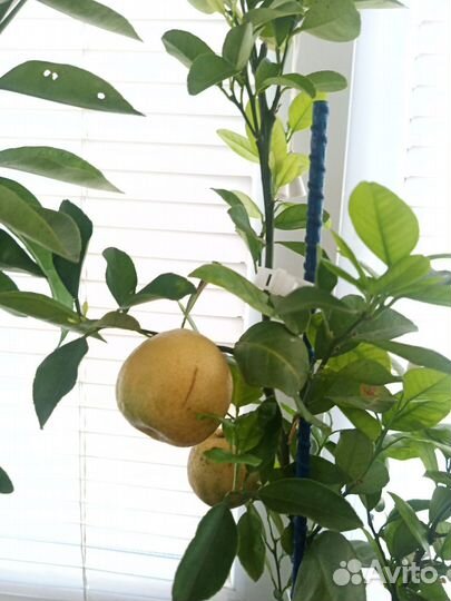 Цитрусовые растения в квартиру и дом