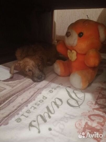 Собака в добрые руки щенок мальчик