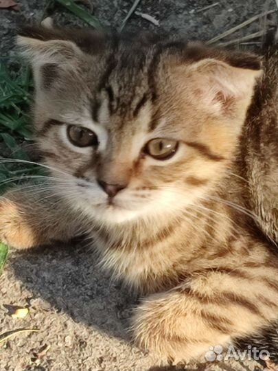 Кошка в дар