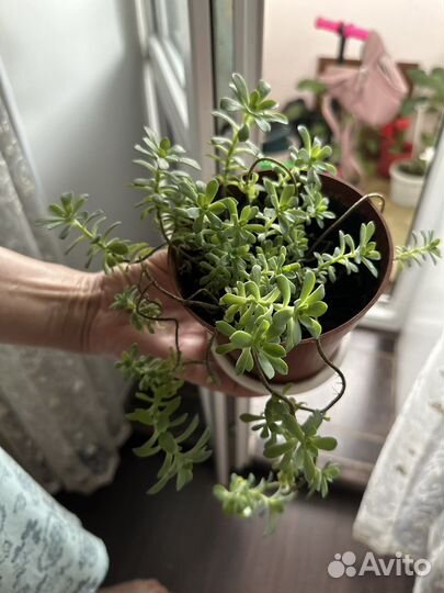 Горноколосник Бёмера