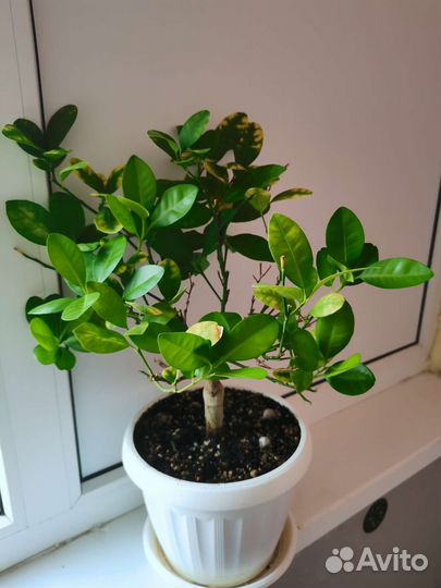 Каламондин