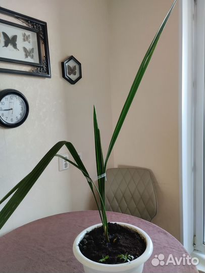 Финиковая пальма робелена