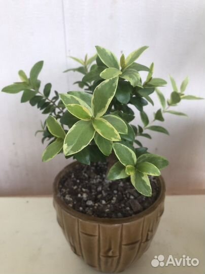 Мирт вариегатный