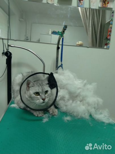Стрижка собак и кошек Салон 
