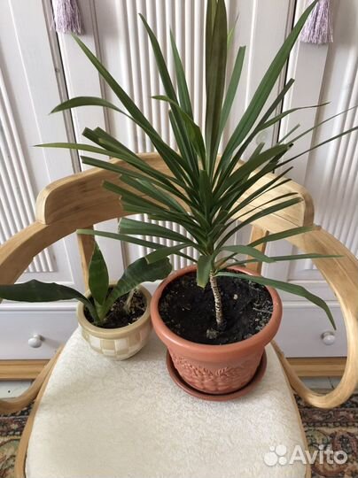 Комнатные цветы драцена и сансивьера