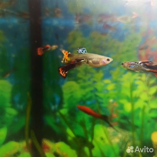 Рыбки Гуппи