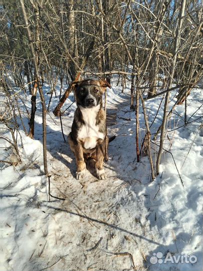 Собачка в добрые руки