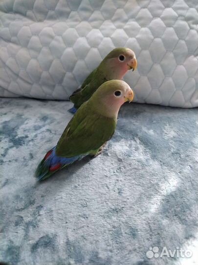 Розовощекий неразлучник