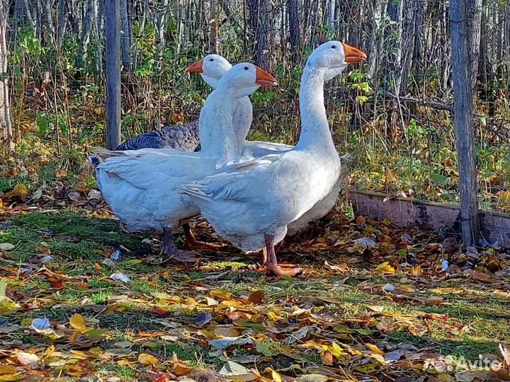 Холмогорские гуси