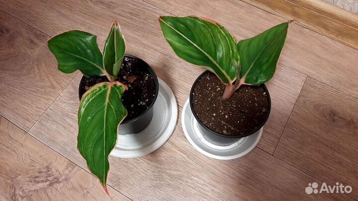 Аглаонема крит