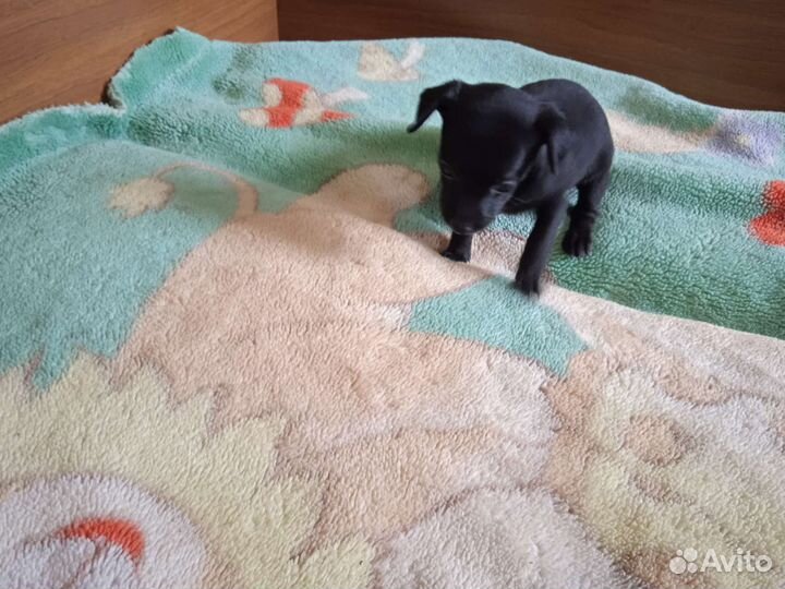 Собаки щенки той-терьер