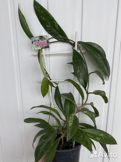 Хойя взрослая