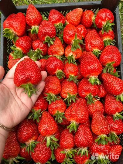 Рассада, сорт Клери