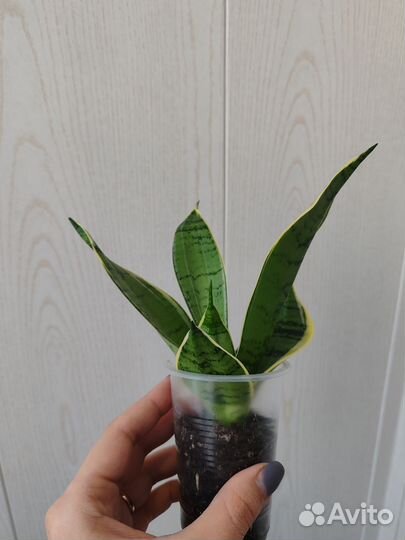 Сансевиерия ханни крем
