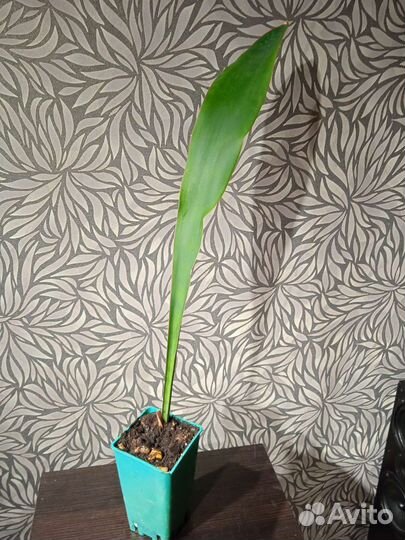 Сансевиерия сортовая гигантская