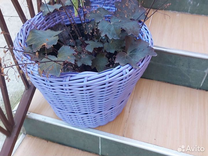 Кашпо, горшки, растения