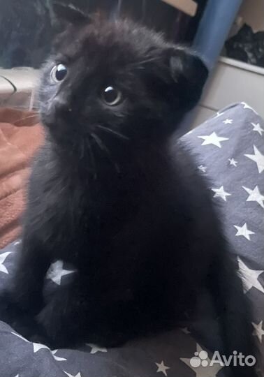 Котята шотланцы