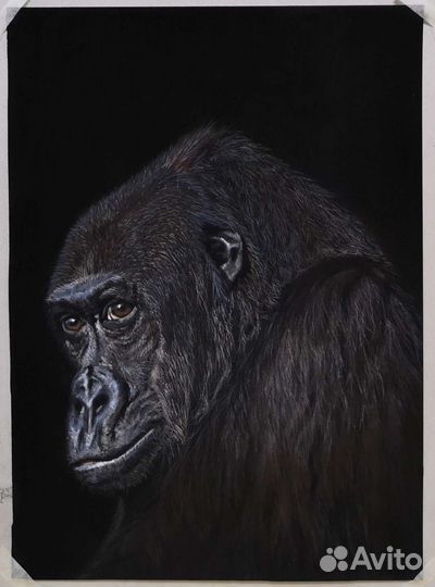 Картина Горилла сухая пастель