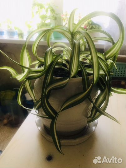 Комнатные цветы