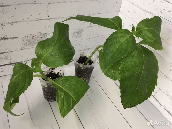 Гортензия крупнолистная Блуберри Чизкейк