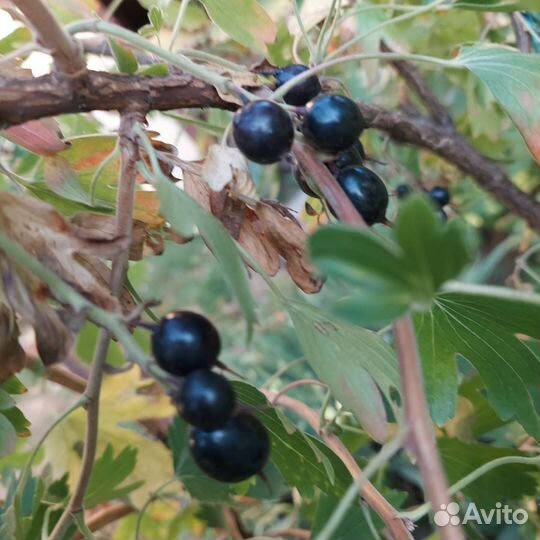 Кустарники йошты, крыжовника