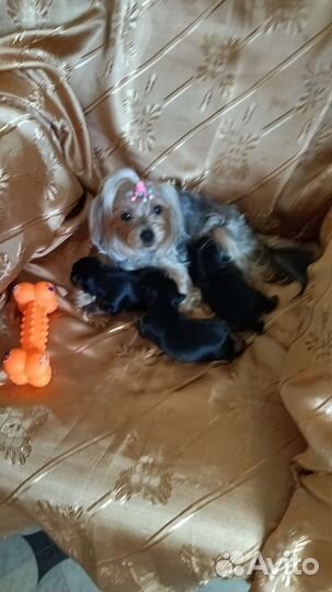 Йоркширский терьер щенки девочки mini