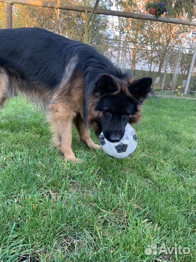 Вязка немецкая овчарка