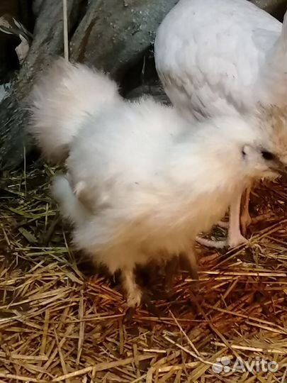 Петушки Брама, кш и