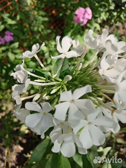 Флоксы многолетние